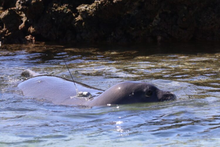 Waikiki monk seal pup relocated to quieter beach